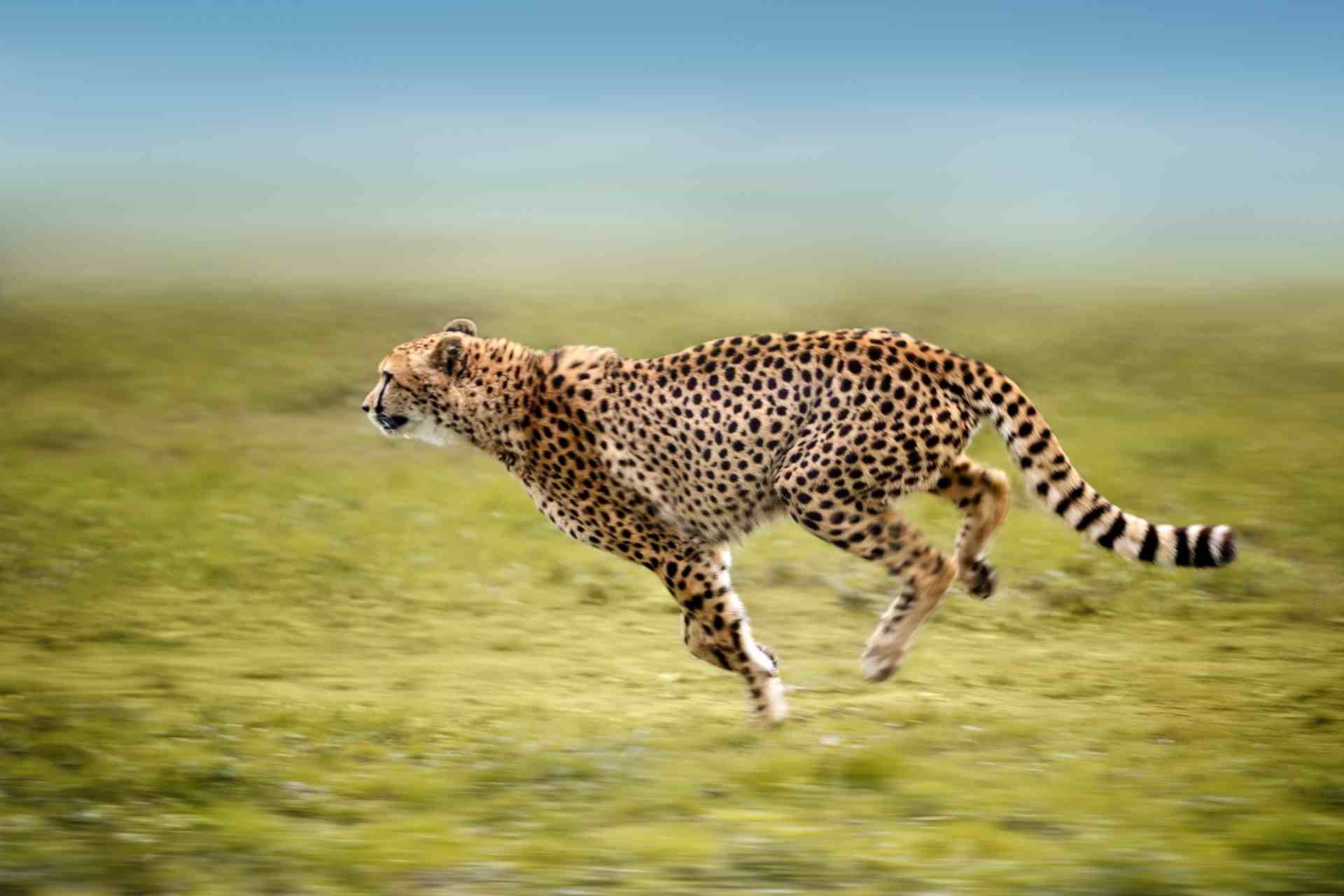 Gerpard